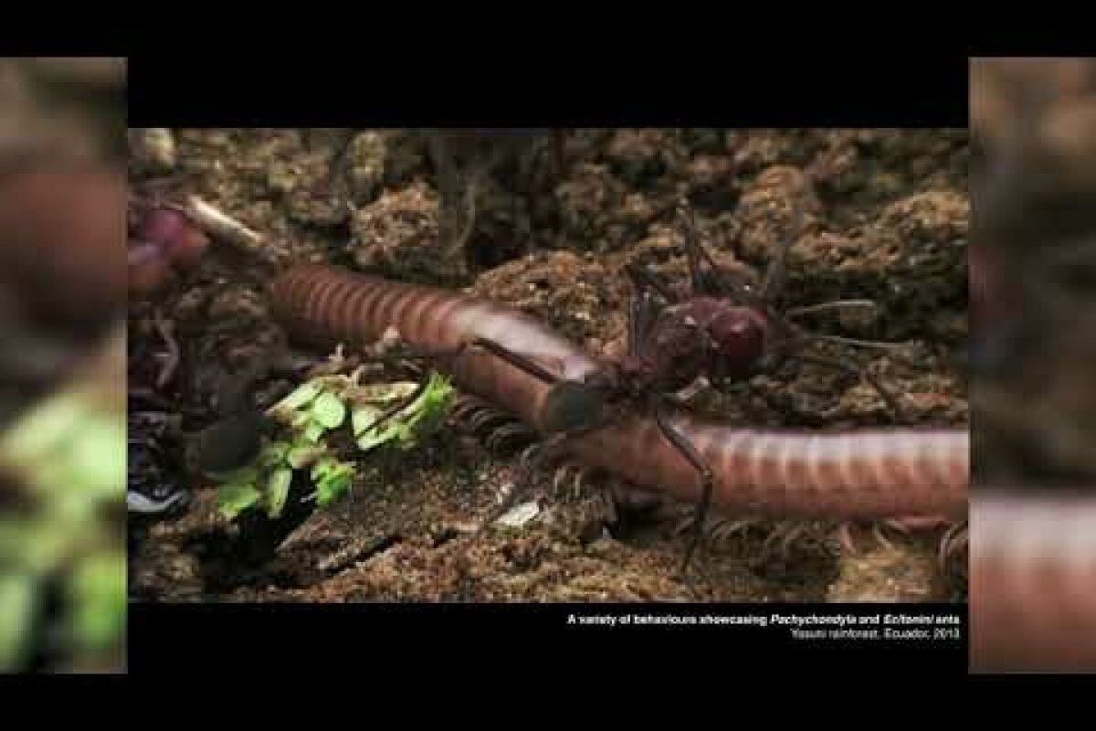 Polylog o mravencích a bioartu